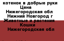 котенок в добрые руки › Цена ­ 10 - Нижегородская обл., Нижний Новгород г. Животные и растения » Кошки   . Нижегородская обл.